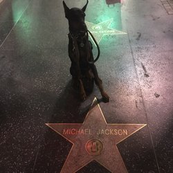 Lorenzo's Dog Training Team