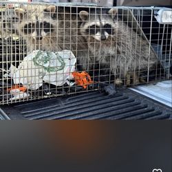 ecoPest Wildlife Management
