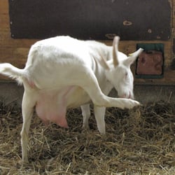 Ziegenhof Matzen - Ziegen-Yoga