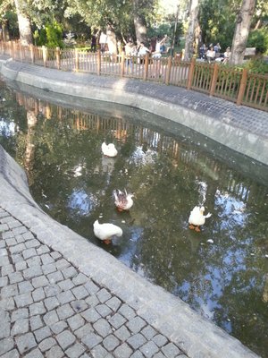 Kuğulu Park by null