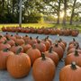 Molin's Meadows Farm