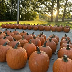 Molin's Meadows Farm