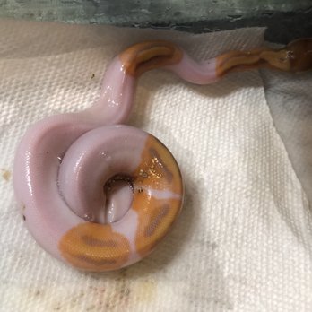 land and sea exotic pets