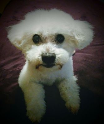 111 happy tails dog grooming