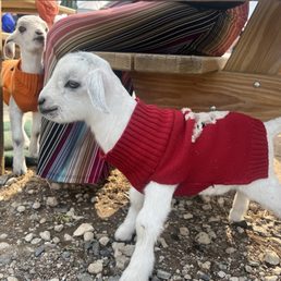 Baby goats Baby goats