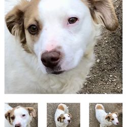 Safe Place For Animals - Charlotte