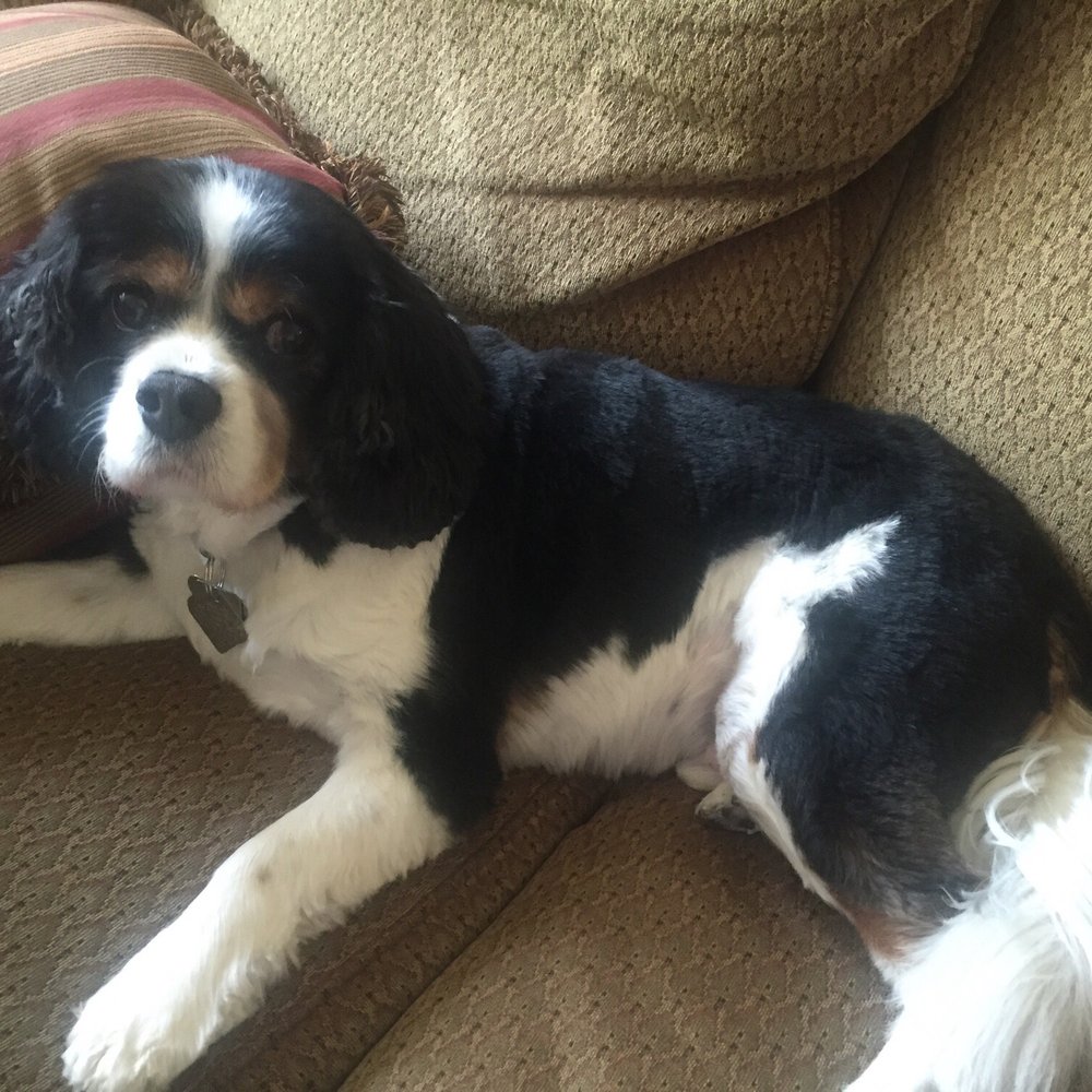 Send Rover Over Pet Salon - Field cut. Short all over, easy to maintain between cuts - Pet Groomers Near Me - Eugene, Oregon Send Rover Over Pet Salon - Field cut. Short all over, easy to maintain between cuts - Pet Groomers Near Me - Eugene, Oregon