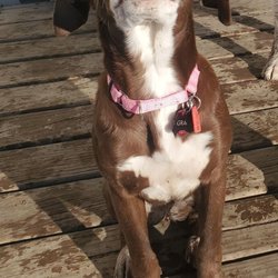 The Canine Coach - Baby girl Gracie