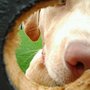 Photo of We Talk Dog