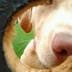 We Talk Dog
