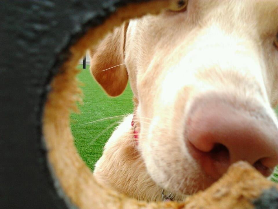 We Talk Dog - pet boarding facility in Birmingham, AL