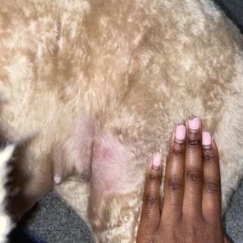 PetSuites Pearland - The red scars I noticed on her stomach - Pet Training Near Me - Pearland, Texas PetSuites Pearland - The red scars I noticed on her stomach - Pet Training Near Me - Pearland, Texas