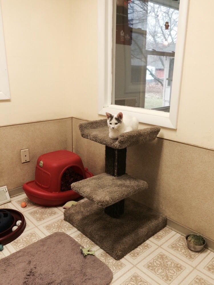 STAYAWHILE CAT SHELTER Updated August 2024 8800 Akins Rd, North