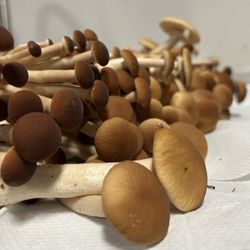 Mycel Mushrooms - Fresh harvest of Pioppino Mushroom ‍