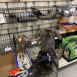 South Salem Pet Supply - Choosing a treat
