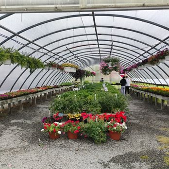 Heimiller Greenhouses - Inside one if the greenhouses - Nurseries & Gardening Near Me - Newfane, New York