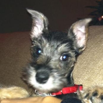 Vanity Pups - Oliver! - Pet Sitting Near Me - Bayside, New York