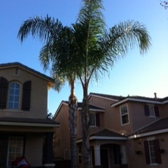 ELM Tree Care - After - Tree Services Near Me - Temecula, California ELM Tree Care - After - Tree Services Near Me - Temecula, California