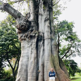 Foster Botanical Garden - another big tree. - Botanical Gardens Near Me - Honolulu, Hawaii