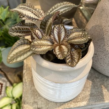 University Flower Shop - Florists Near Me - Ann Arbor, Michigan