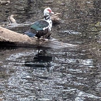Centennial Park - Duck - Parks Near Me - Nashville, Tennessee Centennial Park - Duck - Parks Near Me - Nashville, Tennessee
