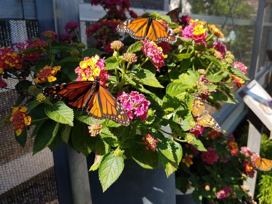 Cape Cod Museum Of Natural History by null