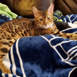 Wag-a-tail - Bailey 1yr