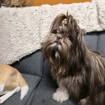 Bark and Board - Pet Sitting Near Me - Atlanta, Georgia