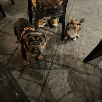 The Hare and The Hound - My pups! Henry (bulldog) and Princess (Corgi) - Irish Near Me - Putnam, Connecticut The Hare and The Hound - My pups! Henry (bulldog) and Princess (Corgi) - Irish Near Me - Putnam, Connecticut