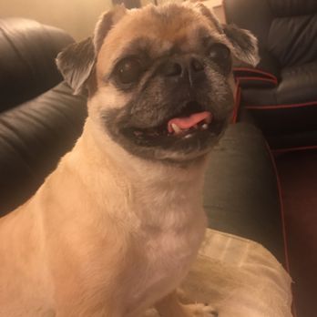 Pets & Grooming - Porkchop - Pet Groomers Near Me - Bell Gardens, California