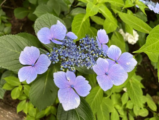 Kobe Nunobiki Herb Gardens & Ropeway by null