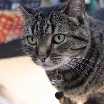 Dragonmarsh - a close up of a tabby cat - Herbs & Spices Near Me - Riverside, California