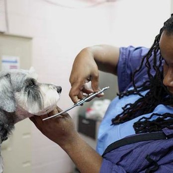 Perfect Paw Clipps - Precision - Pet Groomers Near Me - Las Vegas, Nevada Perfect Paw Clipps - Precision - Pet Groomers Near Me - Las Vegas, Nevada