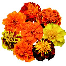 Twilley Seed Co - Marigold, Super Hero Mix