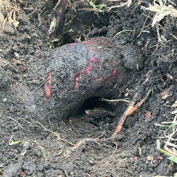 SoCal Sprinkler Solutions - Huge roots needed cutting - Irrigation Near Me