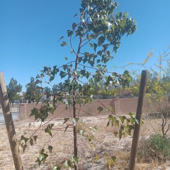 Las Vegas Backyards - New trees around home for shade will have to grow more. - Landscaping Near Me - Las Vegas, Nevada