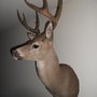 Photo of Wingrove Taxidermy
