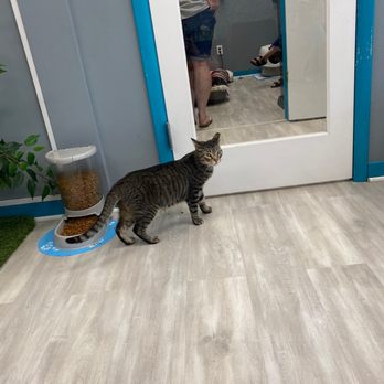 Kitty Queen Cat Rescue - Animal Shelters Near Me - Pittsburgh, Pennsylvania
