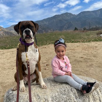 Canine Connection Dog Training - Pet Training Near Me Canine Connection Dog Training - Pet Training Near Me