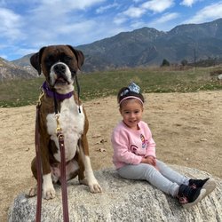 Canine Connection Dog Training