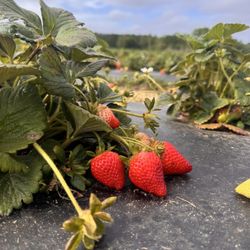 The Strawberry Farm