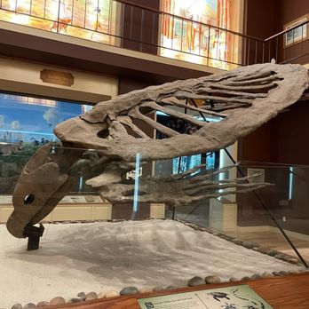 Mayborn Museum - Massive sea turtle - Museums Near Me - Waco, Texas