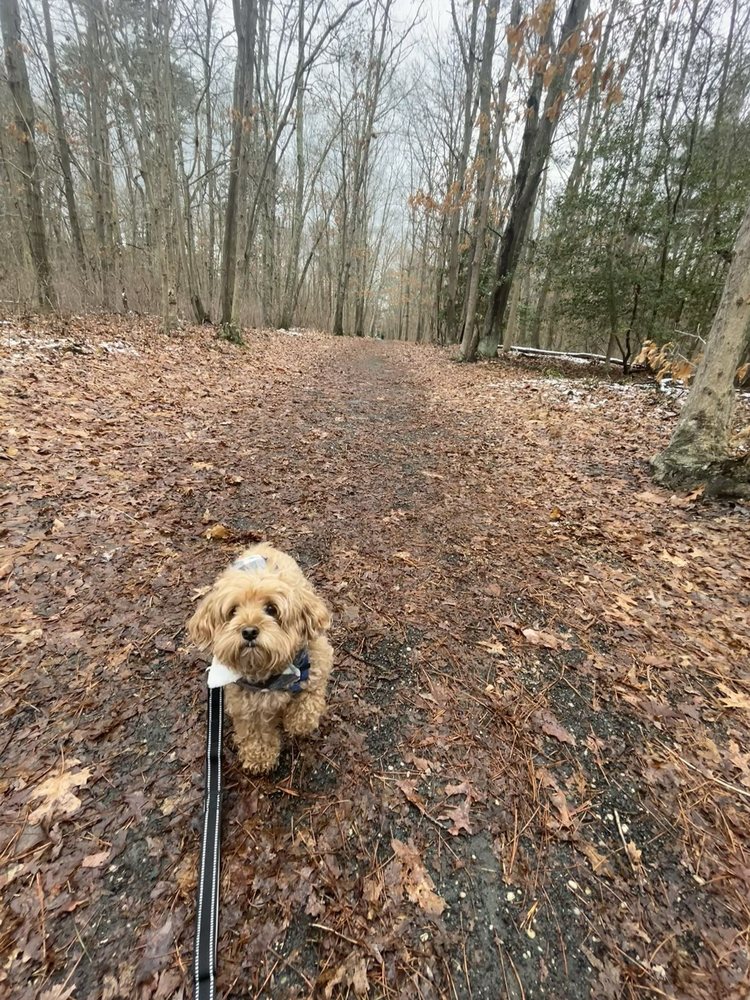 SAWMILL TRAIL Updated October 2024 918 Burnt Tavern Rd, Point
