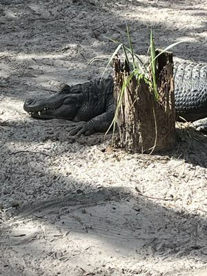 St. Augustine Alligator Farm Zoological Park by null