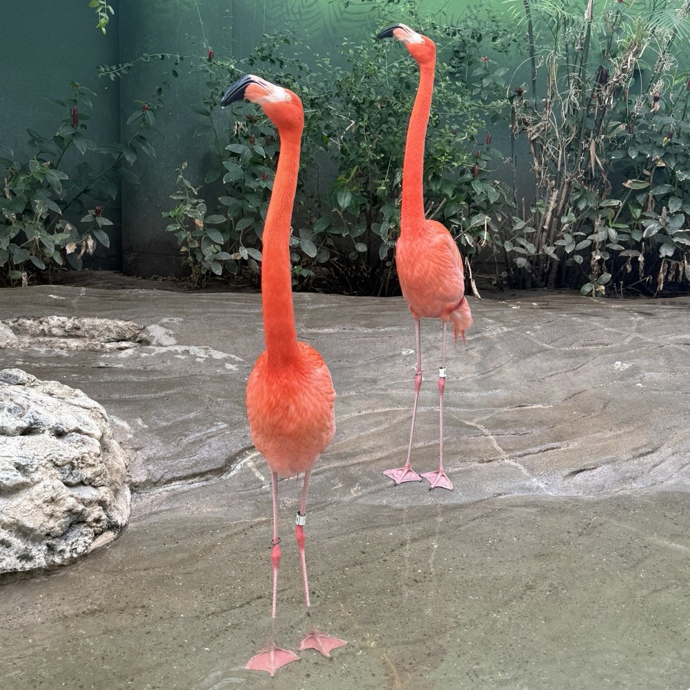 Texas State Aquarium - Aquariums Near Me - Corpus Christi, Texas Texas State Aquarium - Aquariums Near Me - Corpus Christi, Texas