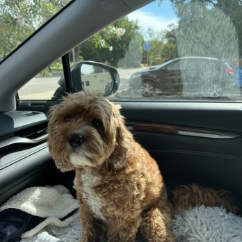 Bath Brush and Beyond - Before - Pet Groomers Near Me - Albuquerque, New Mexico