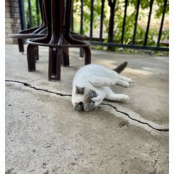 El Unico - Gueda the cat who showed up, never left, loves being fed here too! The patrons love visiting her too.