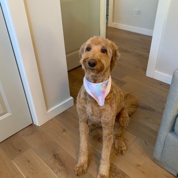 Ruff Cuts - Dog - Pet Groomers Near Me
