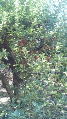 Willowbrook Apple Farm by null