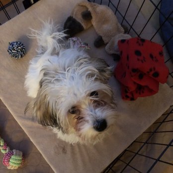 Pooch Parlour - Before - Pet Groomers Near Me - Auburndale, Massachusetts